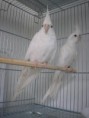 Calopsitas Albinos mansos a venda